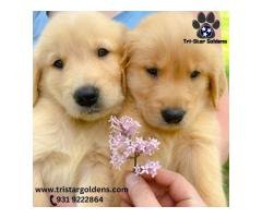 Golden Retriever Puppies for Sale Top Quality Breeders