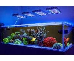 Best Fish Tank Setup in Madurai