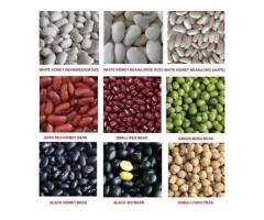 SUNFLOWER OIL SUPPLIER TANKO GROUP LIMITED TANZANIA White Corn Maize - 3