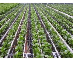 Top Drip Irrigation Services Near Me Sustainable Solutions for Farmers