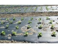 Affordable Agricultural Mulch Film Suppliers in India