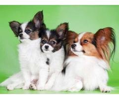 Adorable Available Papillon Puppies foe sell