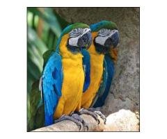 Macaws and African Grey s