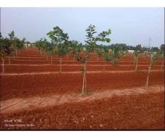 RED SOIL FARM LAND