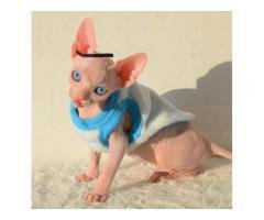 Available Sphynx Kittens For Re-homing