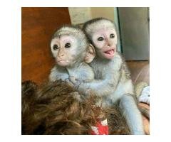 Emotional Filled Capuchin Monkeys Available WhatsApp