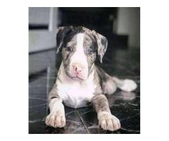 Pitbull puppies for adoption