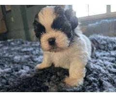 Adorable Shit zu puppy available for adoption - 2