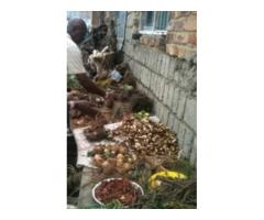 The Most Powerful Spiritual Herbalist Man And Native Doctor In Nigeria