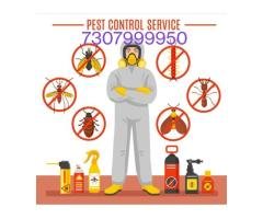 Termite Treatment services