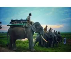 Discover the Untamed Beauty of Kaziranga National Park Booking