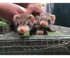 Ferrets