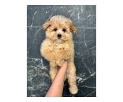 Adorable Maltipoo puppy