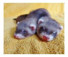 Ferrets