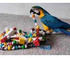 Exotic parrots, chicks and eggs for sale- I also ship overseas