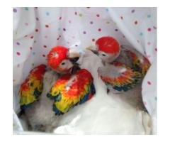 Exotic parrots, chicks and eggs for sale- I also ship overseas - 3