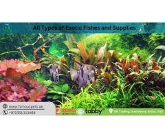 Aquarium supplies abu dhabi- Famous Pets