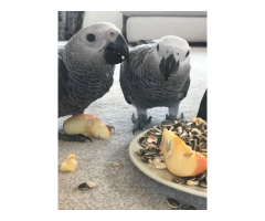 Hand Reared Silly Tame Baby African Grey Parrots