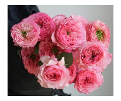 China Wholesale Fresh Flower Supplier - Jasmineflower - 2