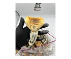 Mushroom - 2