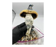 Mushroom - 3