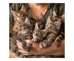 Maine Coon Kittens in Indiana Stunning Looks with Sharp Mind