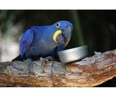 Colorful parrots for sale