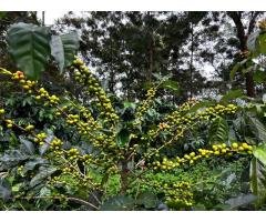 URC Thulasi Estate - 2