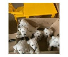 Camada de cachorros de West Highland Terrier de calidad y en gran cantidad.