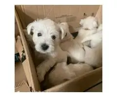 Camada de cachorros de West Highland Terrier de calidad y en gran cantidad. - 2