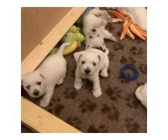 Camada de cachorros de West Highland Terrier de calidad y en gran cantidad. - 3
