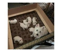 Camada de cachorros de West Highland Terrier de calidad y en gran cantidad. - 4