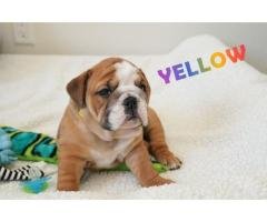Amazing english bulldog puppies