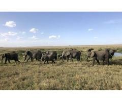 Visit Ngorongoro Conservation Area, Tanzania Amrix Adventures Ltd