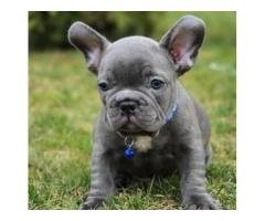 French bulldog puppies