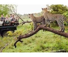 Luxury African Safari Tours Travel with Kwesa Tours