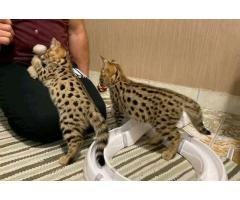 Well tamed Exotics cats. Ocelots, Caracals and F1 - F3 savannah and Serval - 2