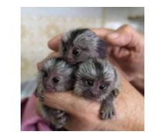 Adorable Marmoset Monkeys .. - 2