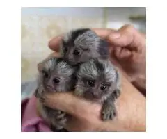 Adorable Marmoset Monkeys .. - 2