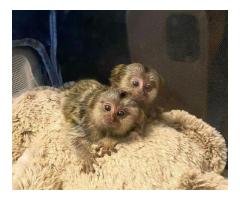 Lovely Finger Marmoset and Capuchin Monkeys Monkeys for sale