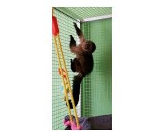 Lovely Finger Marmoset and Capuchin Monkeys Monkeys for sale - 4