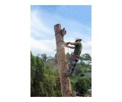 Tree Trimming Houston - Texastreeexpert