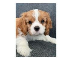 Beautiful Caverlier king Charles Spaniel Puppies available