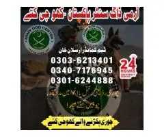 Army Dog Center Bannu   Khoji Dogs Bannu