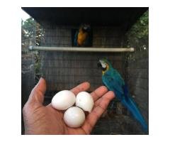 Exotic Parrots And Fertile Parrot Eggs For Sale