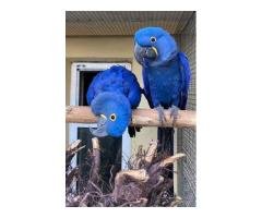 Exotic Parrots And Fertile Parrot Eggs For Sale - 2