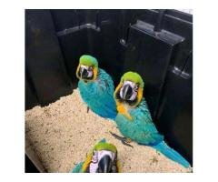Exotic Parrots And Fertile Parrot Eggs For Sale - 3