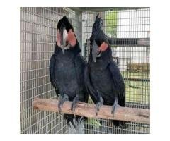 Exotic Parrots And Fertile Parrot Eggs For Sale - 4