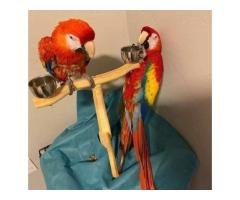 Exotic Parrots And Fertile Parrot Eggs For Sale - 5