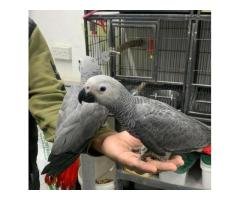 Exotic Parrots And Fertile Parrot Eggs For Sale - 6